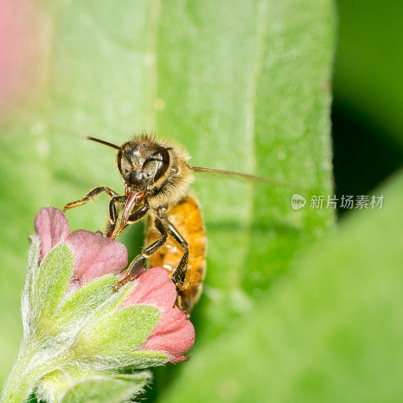 大昆虫蜜蜂(Apis mellifera)在粉红色的花